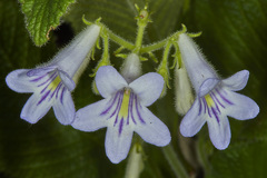Streptocarpus cyaneus