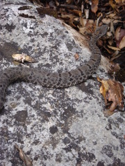 Crotalus morulus