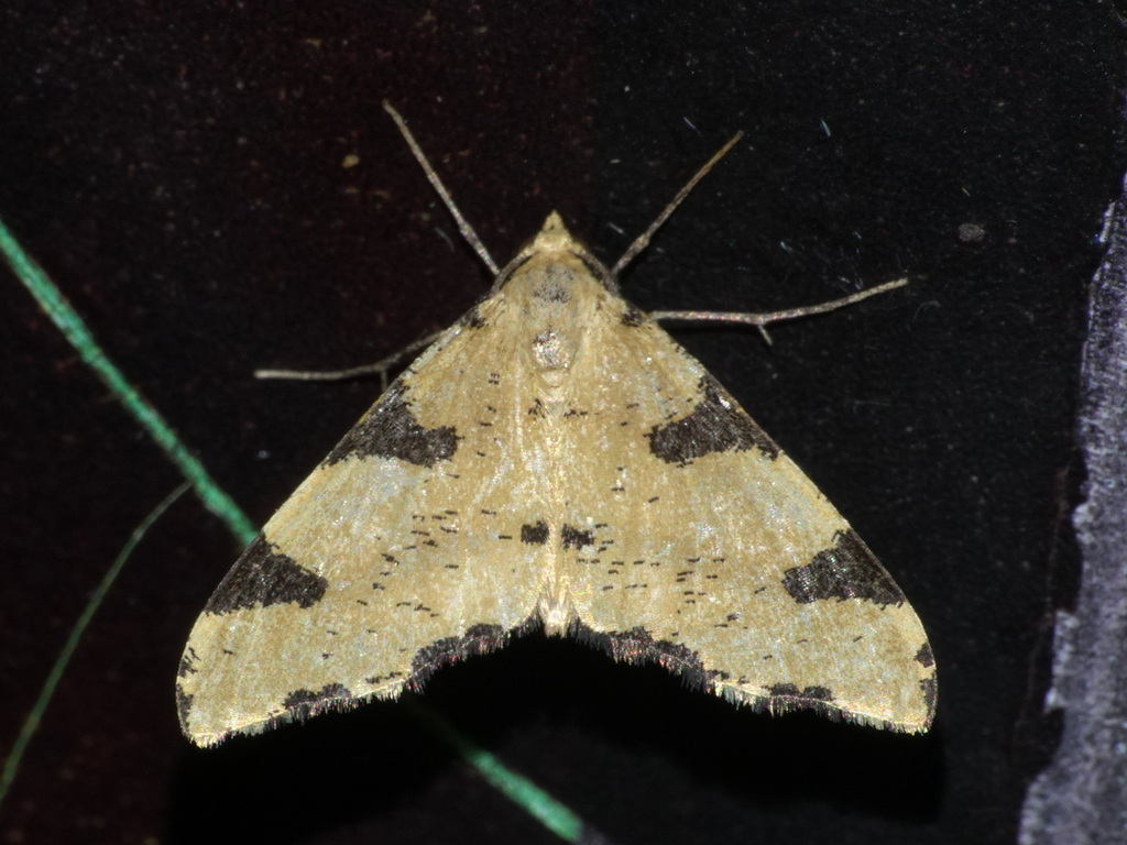 Syzeuxis magnidica