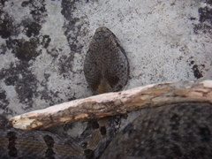 Crotalus morulus