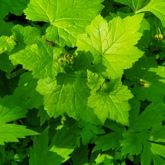 Tolmiea diplomenziesii, photograph Mary Lynn Roush, CC0, iNaturalist via GBIF
