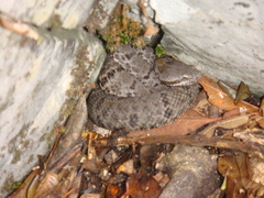 Crotalus morulus