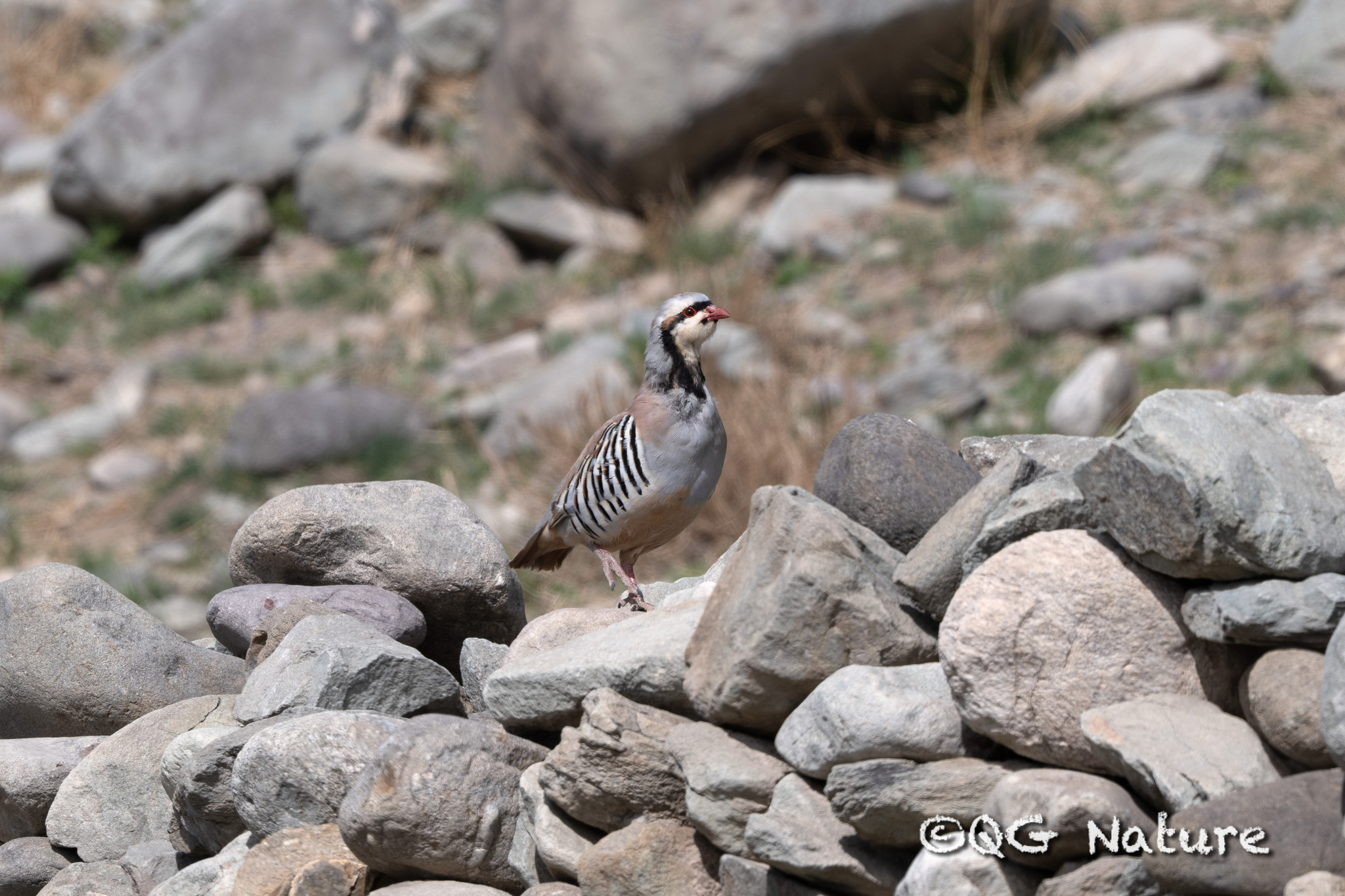 Chukar Partridge