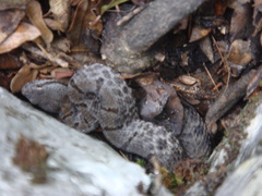 Crotalus morulus
