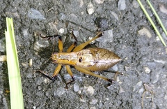 Hexacentrus fuscipes