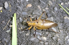 Hexacentrus fuscipes