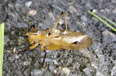 Hexacentrus fuscipes