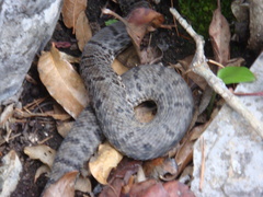Crotalus morulus