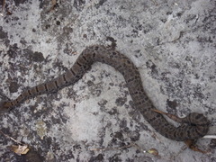Crotalus morulus