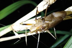 Hexacentrus fuscipes