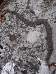 Crotalus morulus