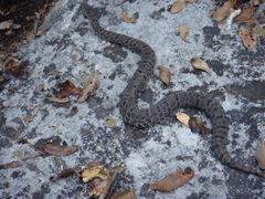 Crotalus morulus