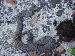 Crotalus morulus