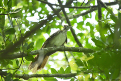 Dromococcyx phasianellus