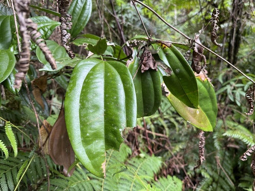 Cryptocarya pleurosperma observed 2025-04-25