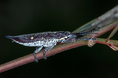 Rhinotia bidentata