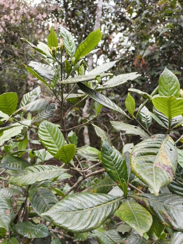 Tarenna kotoensis iNat (2)