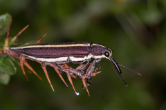 Rhinotia suturalis