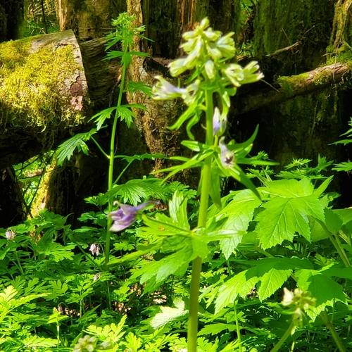 Image of Delphinium trolliifolium by no rights reserved