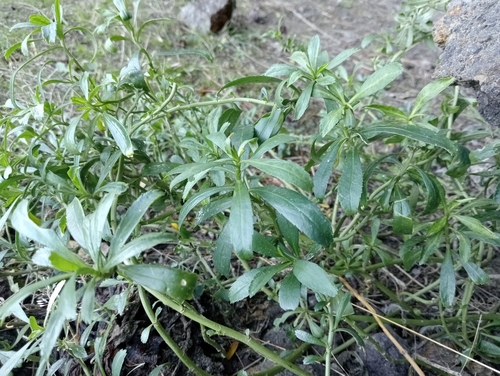 Scurvy Grass (Lepidium juvencum)
