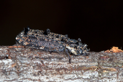 Leperina lacera