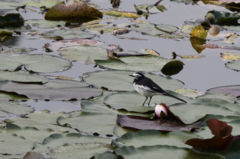 Motacilla alba