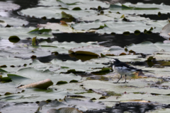 Motacilla alba