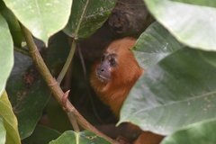 Leontopithecus rosalia