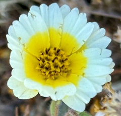 author not stated, no rights reserved Layia gaillardioides, photograph author not stated, no rights reserved
