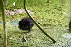 Gallinula chloropus