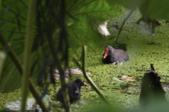 Gallinula chloropus