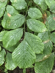 Cladrastis kentukea