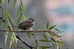 Passer montanus