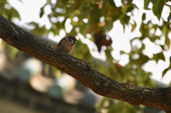 Passer montanus