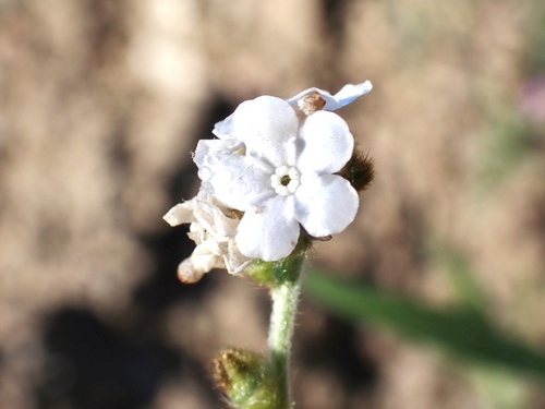 iNaturalist observation photo of Rusty Popcornflower
