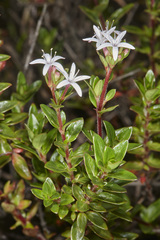 Otiophora cupheoides