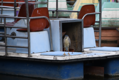 Nycticorax nycticorax