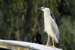 Nycticorax nycticorax