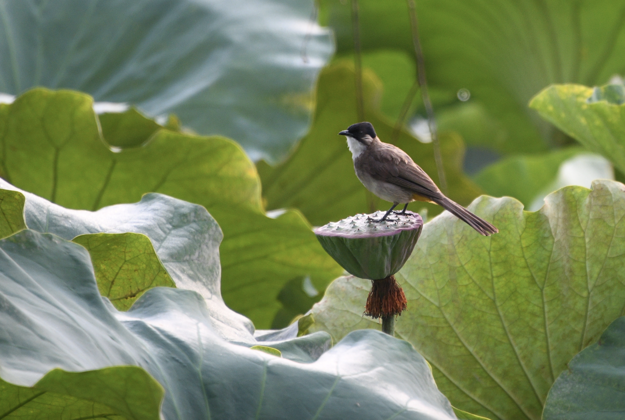 Brown-breasted Bulbul