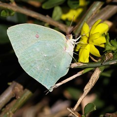 Phoebis neocypris