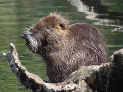 Myocastor coypus