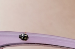 Brachiacantha darlene