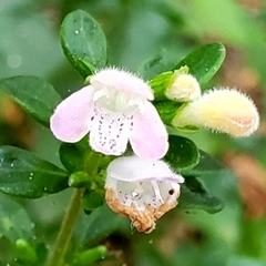 Clinopodium carolinianum