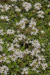 Otiophora cupheoides