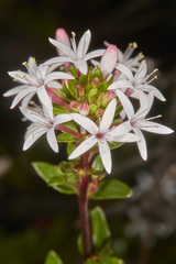 Otiophora cupheoides