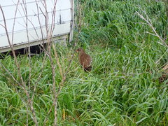 Gallirallus australis hectori