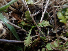 Leptinella squalida squalida
