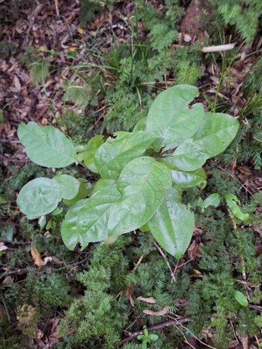Image of Litsea calicaris by (c) Oscar Dove, some rights reserved (CC BY)
