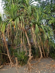 Pandanus tectorius