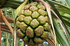 Pandanus tectorius
